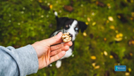 Nutrition Unshelled: Can Dogs Eat Walnuts Safely?