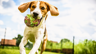 Can Dogs Eat Pomegranate?