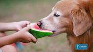 Unleashing the Sweet Secrets of Feeding Melon to Your Dog!