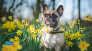 Springtime Challenges for Dogs: Irritants, Allergies, and How to Build Resilience