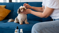 3 Uses of Hydrogen Peroxide for Dogs