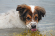 Benefits of Kelp for Dogs