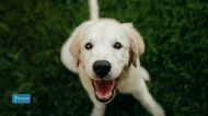 What is the Best Dog Food for Labrador Retrievers?