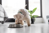 Are Oats Good for Dogs?