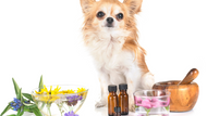 What Essential Oils are Safe for Dogs?