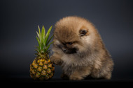 Can Dogs Eat Pineapple?