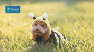 12 Health Benefits of Bee Pollen for Dogs
