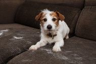 How to Reduce Excessive Shedding in Dogs With a Proper Diet