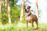 Dogs Suffer From Tick Bites, Too: 5 Strategies to Effectively Prevent Ticks From Latching on and How to Remove Them if They Do!