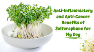 Anti-Inflammatory and Anti-Cancer Benefits of Sulforaphane for My Dog!