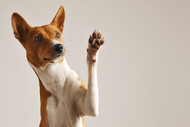 My Dog's Paws Hurt: What Should I Do?