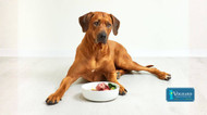 Sensitive Stomach Diet for Dogs: The Best Foods, Treats, and Remedies for Digestive Relief