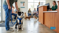 Dog Injury Recovery: How Integrative Care Can Support Healing and Mobility