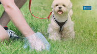 What to Feed a Constipated Dog for Better Digestive Health