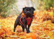 Can Your Dog Eat Turkey? Thanksgiving Dishes Your Canine Can Also Enjoy!