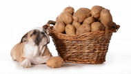 Can Dogs Eat Potatoes? Read Before You Feed!