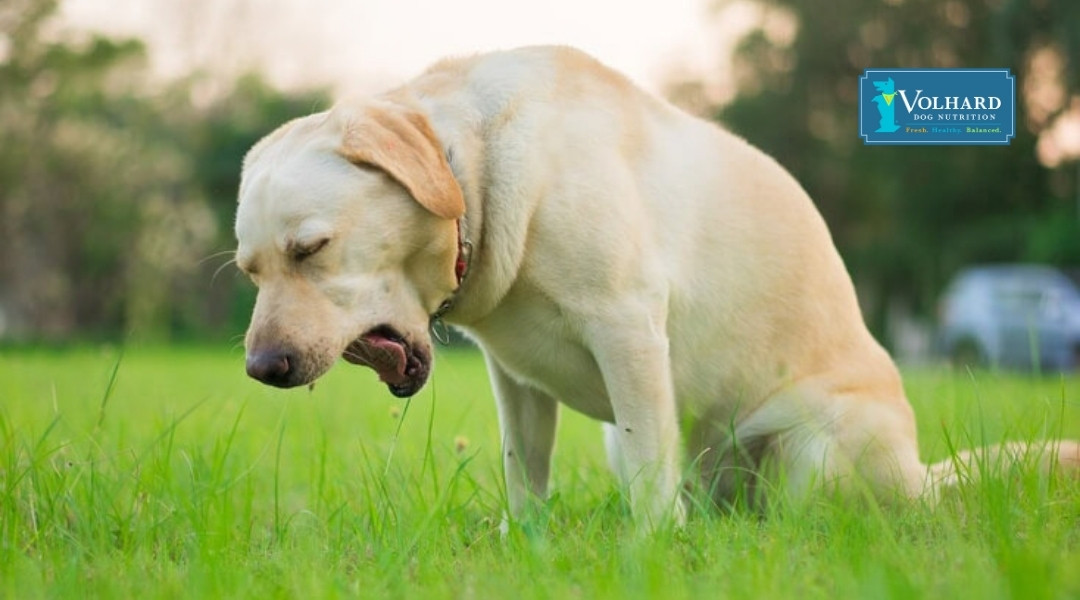 Canine Dysphagia: What Is It And How To Manage It - Volhard Dog Nutrition