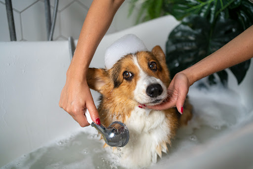 How Often Should You Bathe Your Dog? Volhard Dog Nutrition