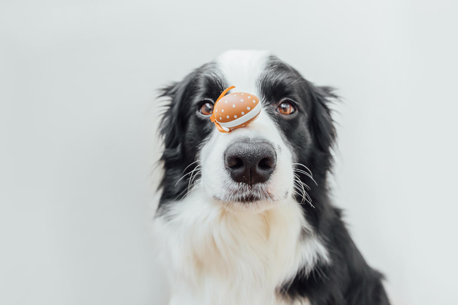 Can Dogs Eat Eggs? Everything You Need to Know About Feeding Eggs to