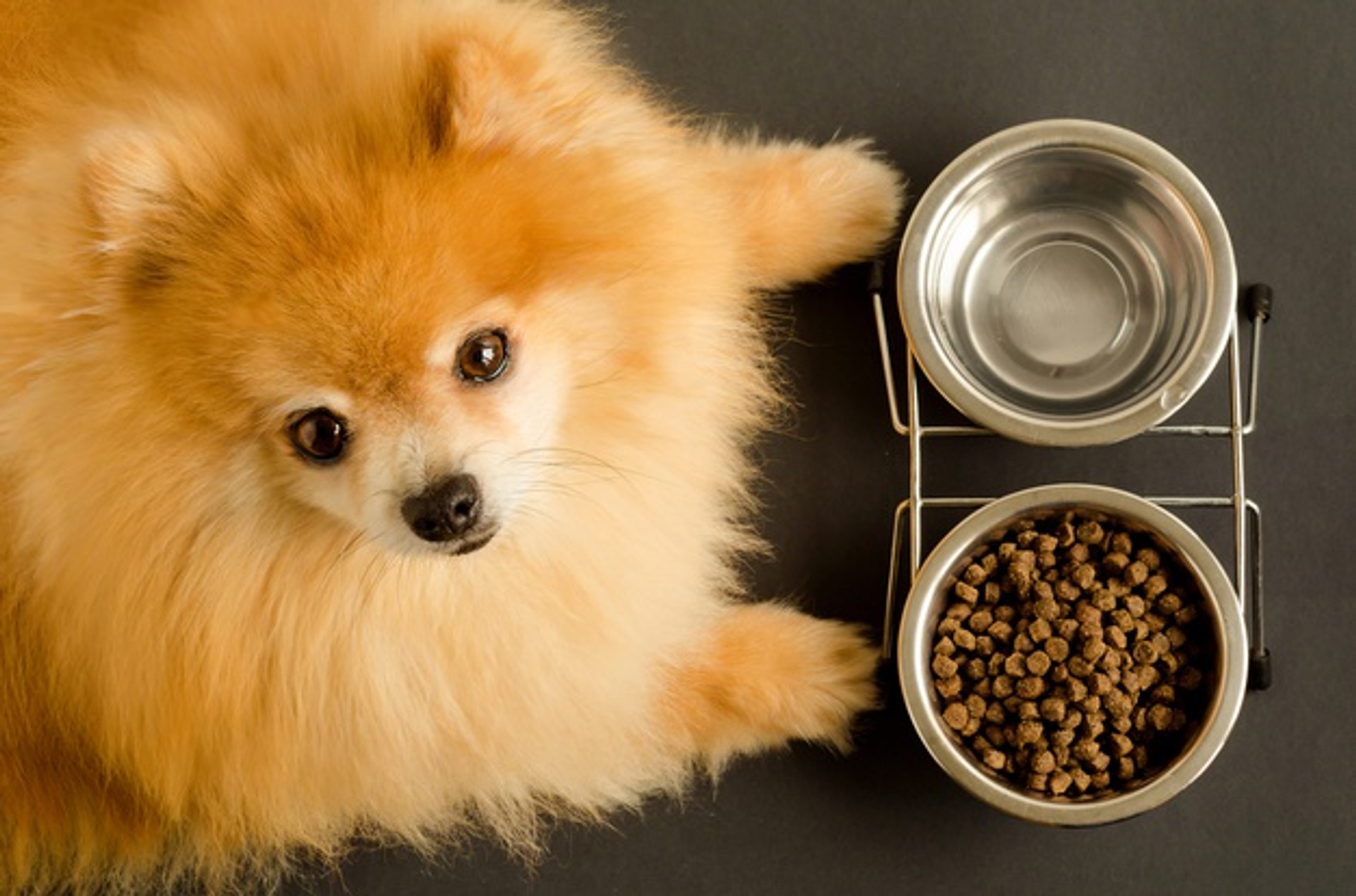 This is the Ideal Diet For Dogs With UTIs Volhard Dog Nutrition
