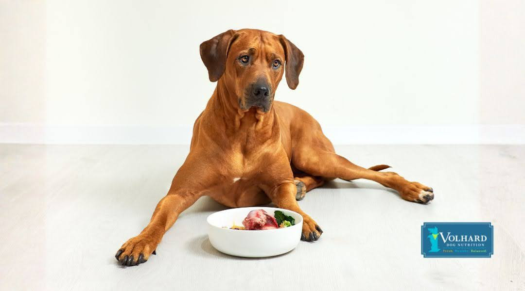 How A Properly Balanced Diet Can Improve Your Dog's Spleen Health & Prevent Tumors Volhard Dog