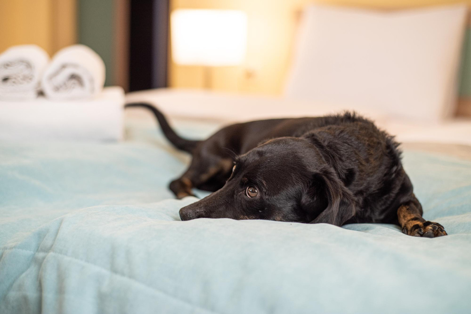 My Dog is Suffering From Stress Colitis What Should I Do? Volhard Dog Nutrition