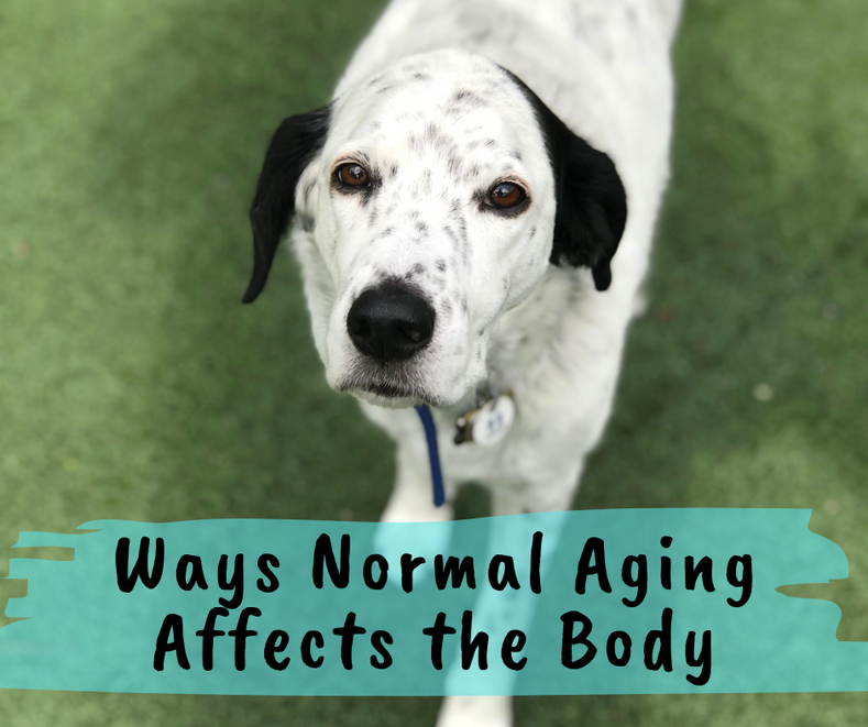 Ways Normal Aging Affects the Body