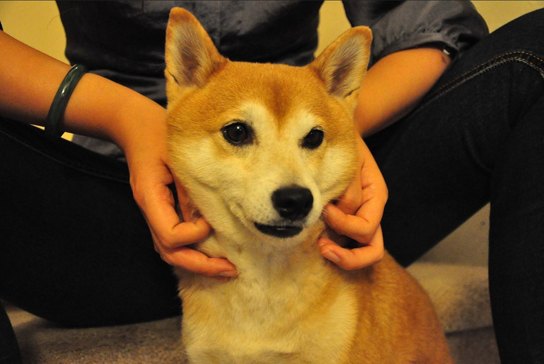 Does Reiki Benefit Dogs?