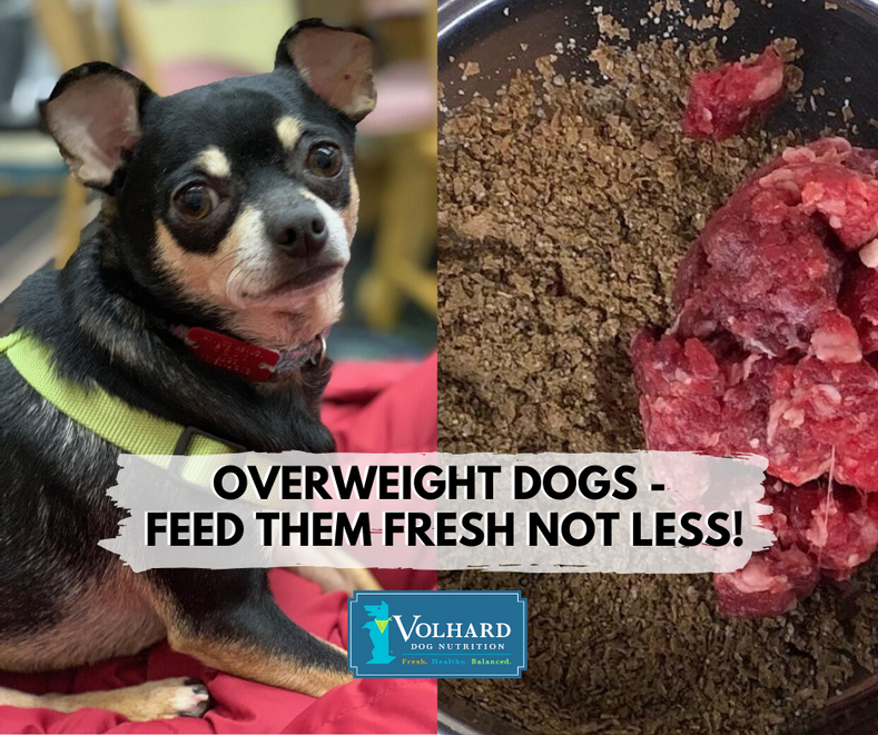 Overweight Dogs - Feed Them Fresh Not Less!