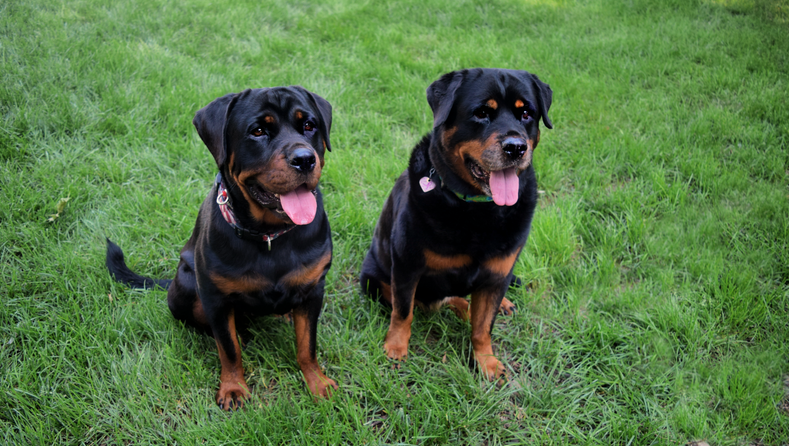 Addressing Volhard Dog Nutrition Safety Measures in Light of Concerns with Recent Vitamin D Overdose Issues in the Pet Industry