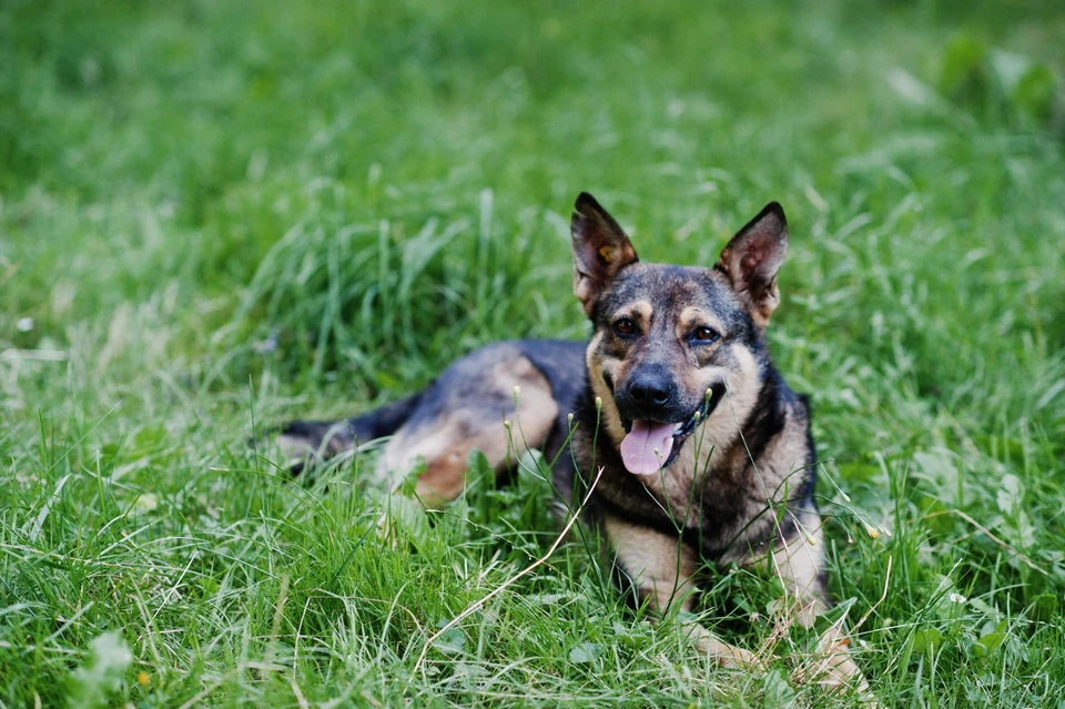 Chocolate Hyperventilation Symptoms In Small Dogs photo