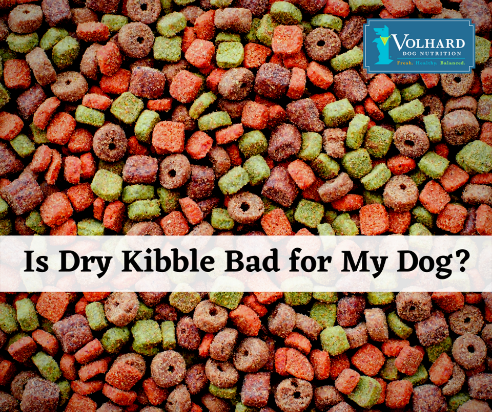 is-dry-kibble-bad-for-my-dog-volhard-dog-nutrition