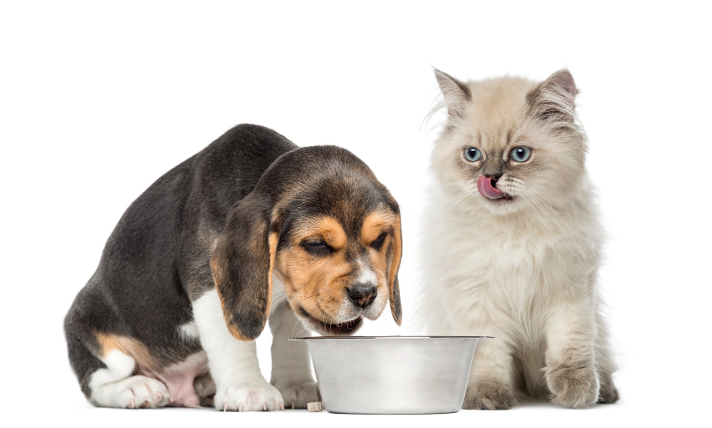 can cats eat dog food in a pinch