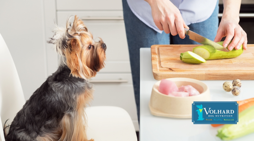 How Often Should I Feed My Dog Each Day?