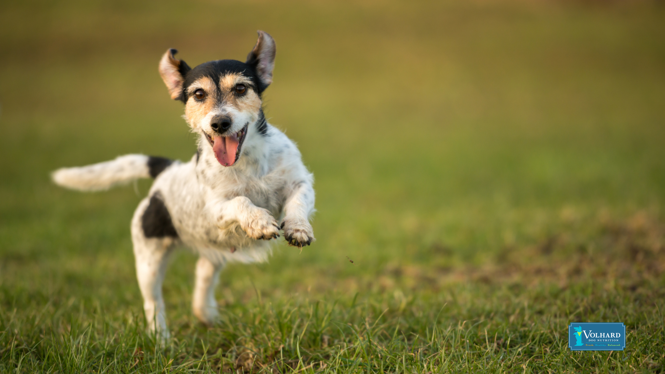 A Joint Effort: Exploring the 5 Benefits of Glucosamine for Dogs