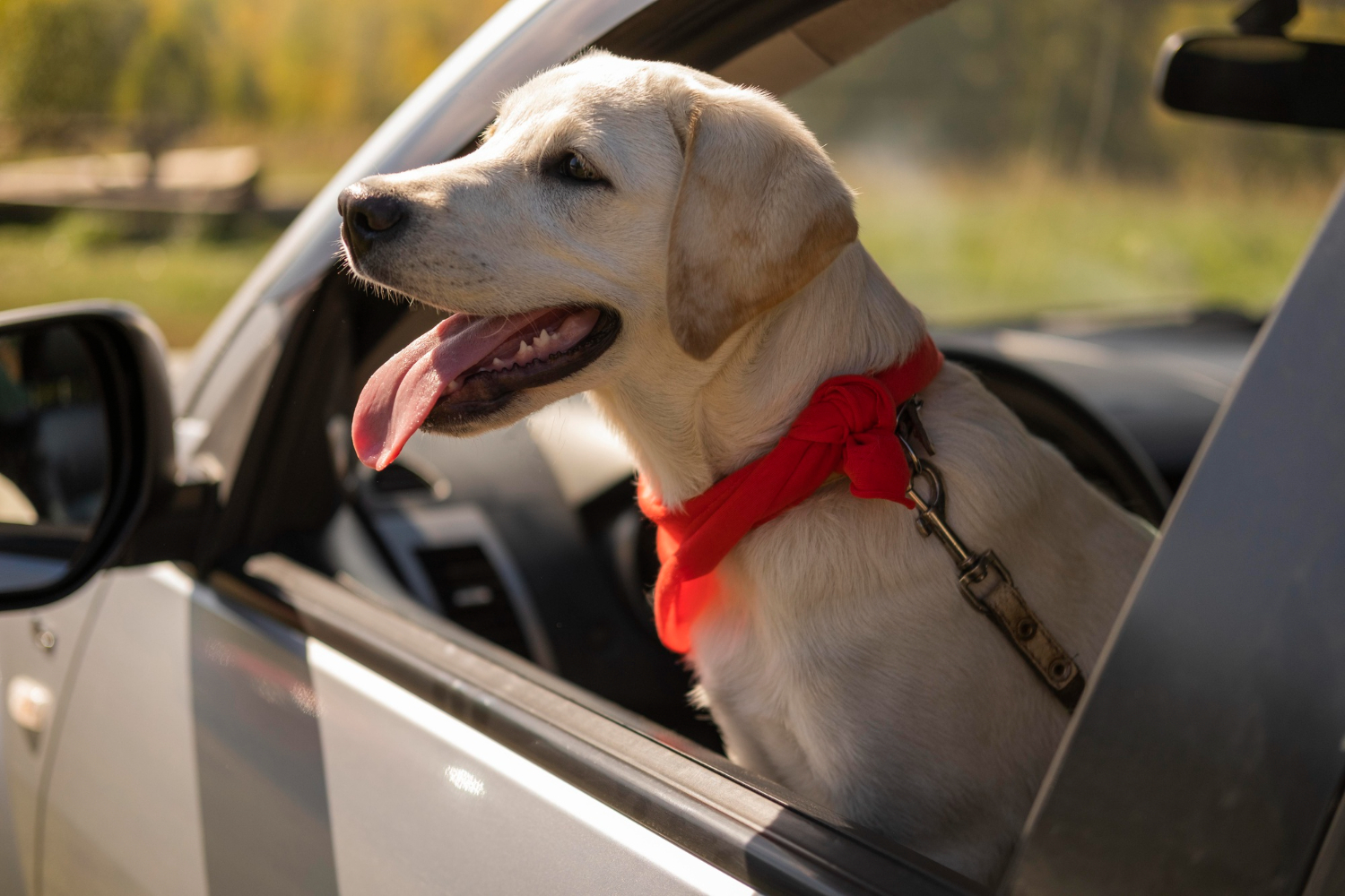 Are You Dealing With a Dog With Motion Sickness? Our Natural Remedies Can Help!