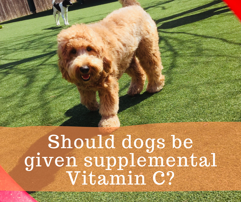 given supplemental Vitamin C 