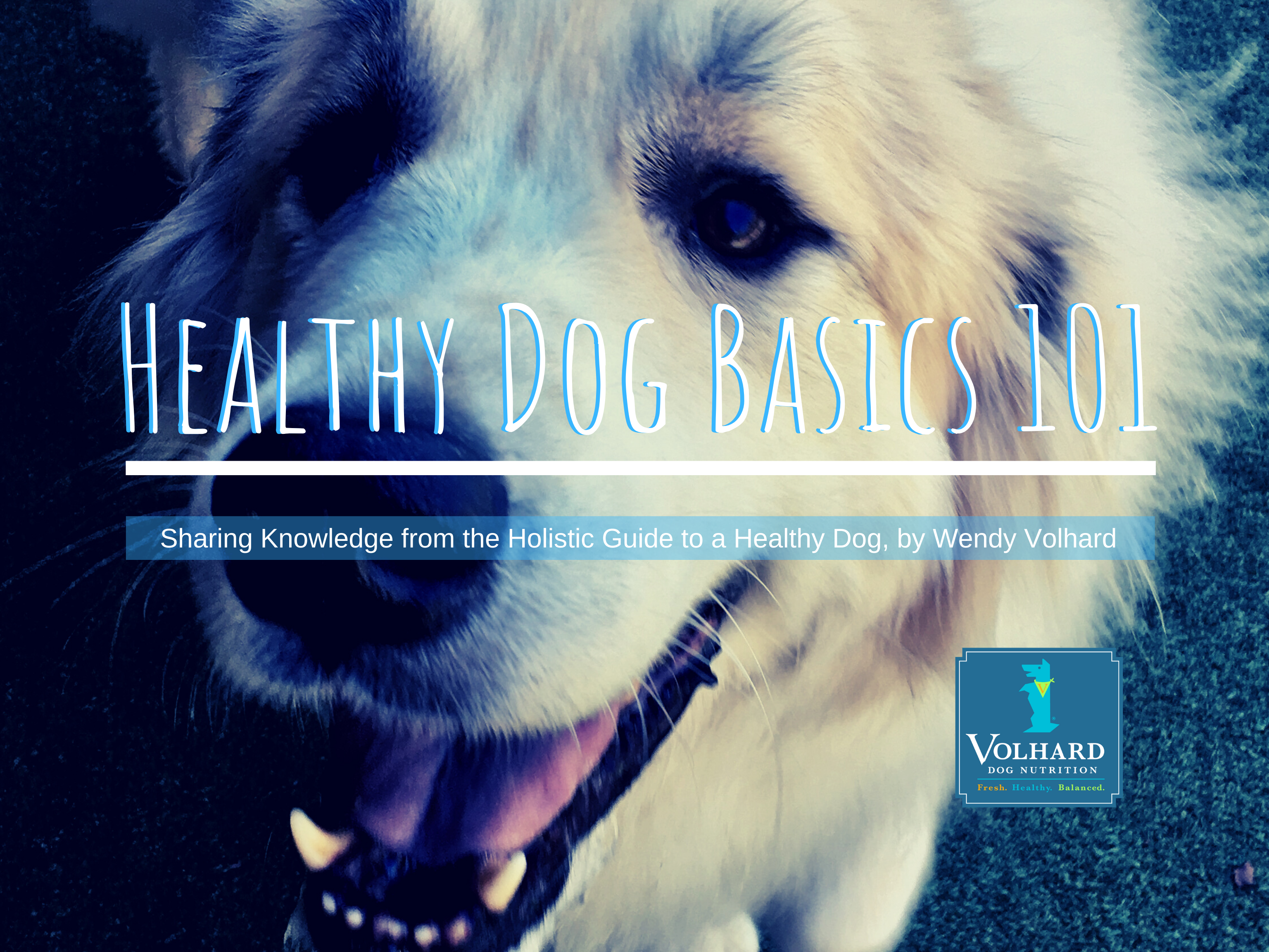holistic guide for a healthy dog