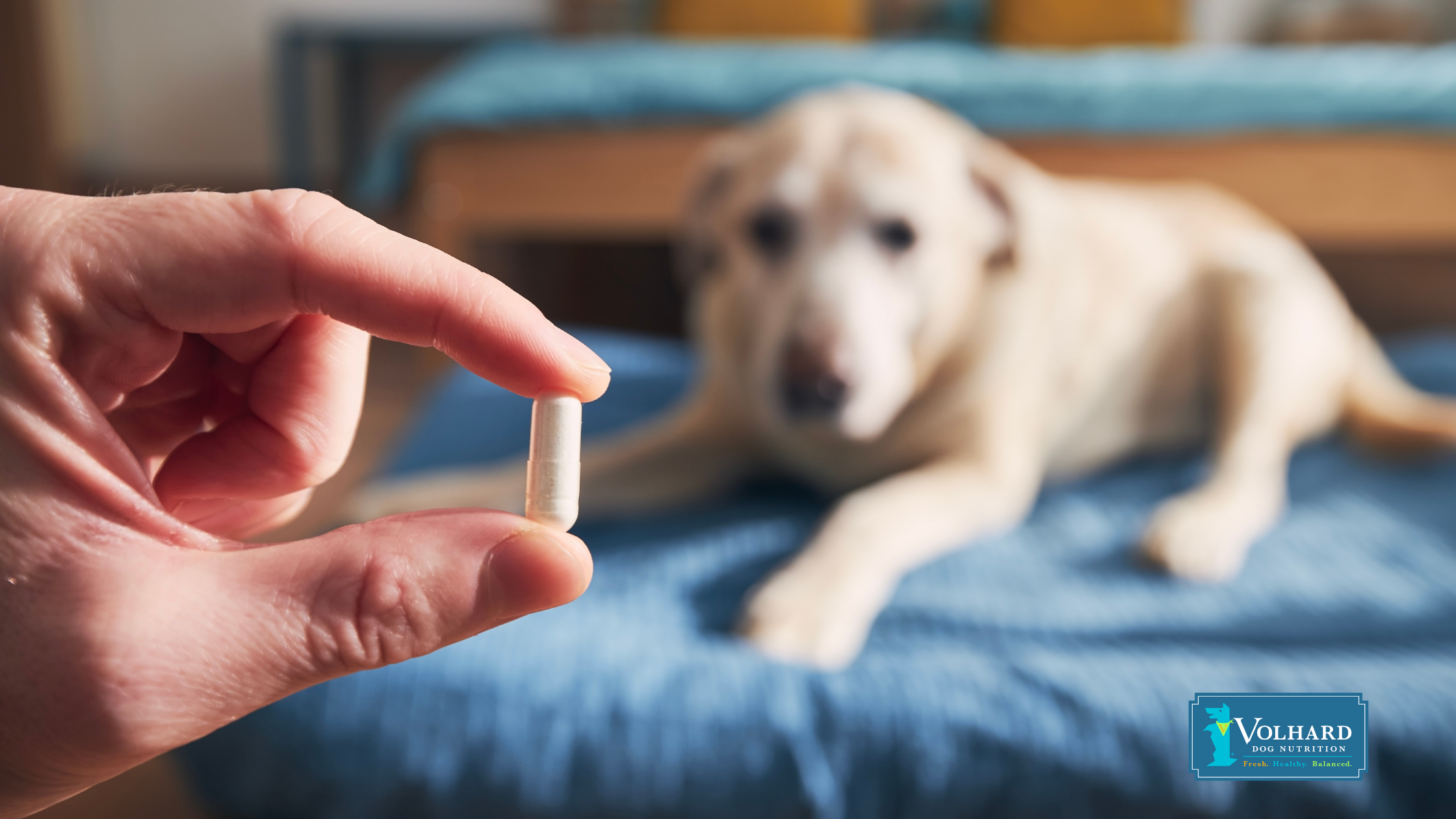 Can I Give My Dog Tylenol for Pain Relief?