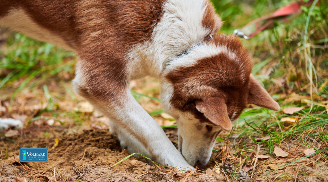 Why Do Some Dogs Eat Soil and Poop? Causes, Health Risks, and How to Stop It