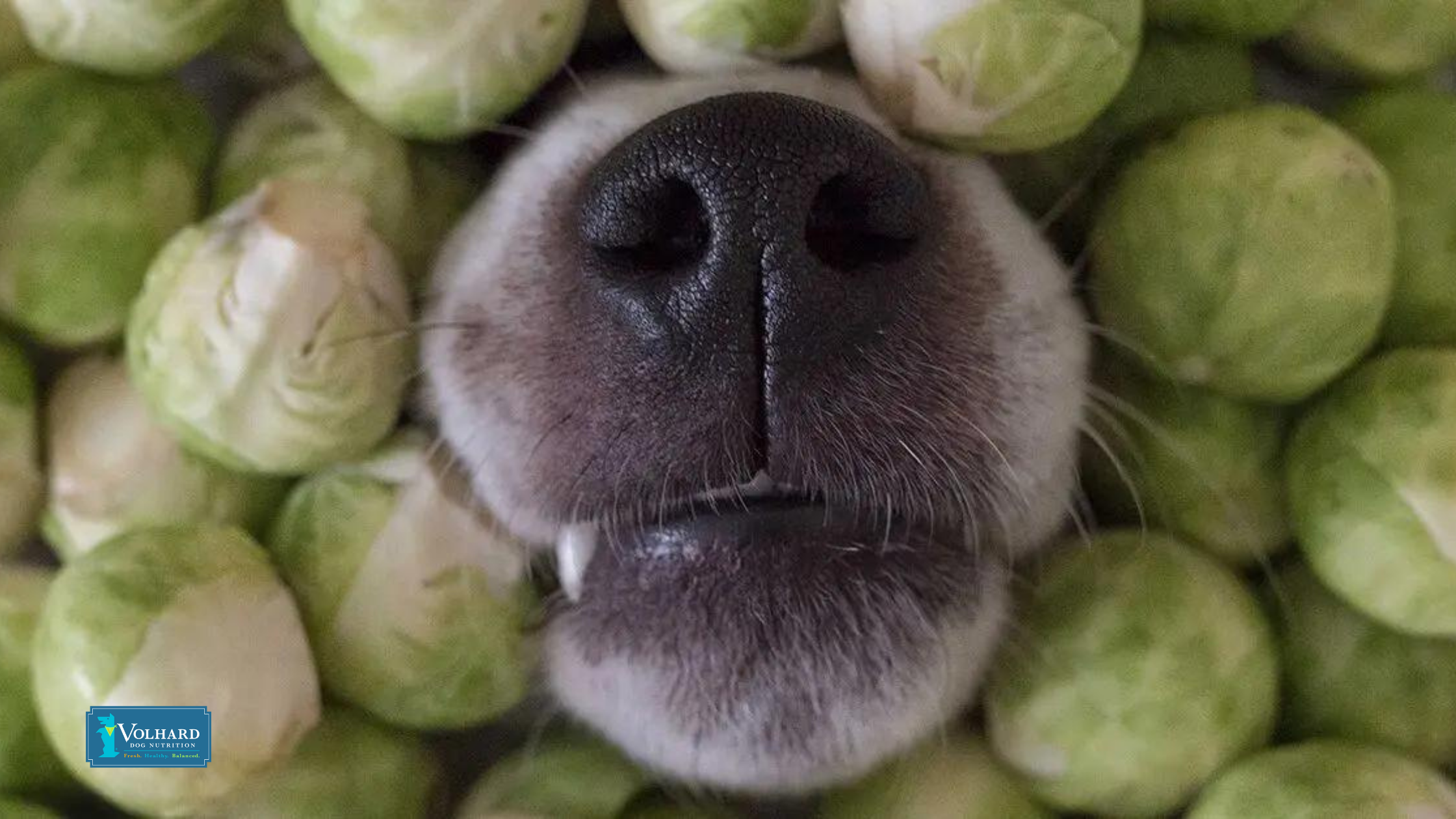 Can Dogs Eat Brussels Sprouts?