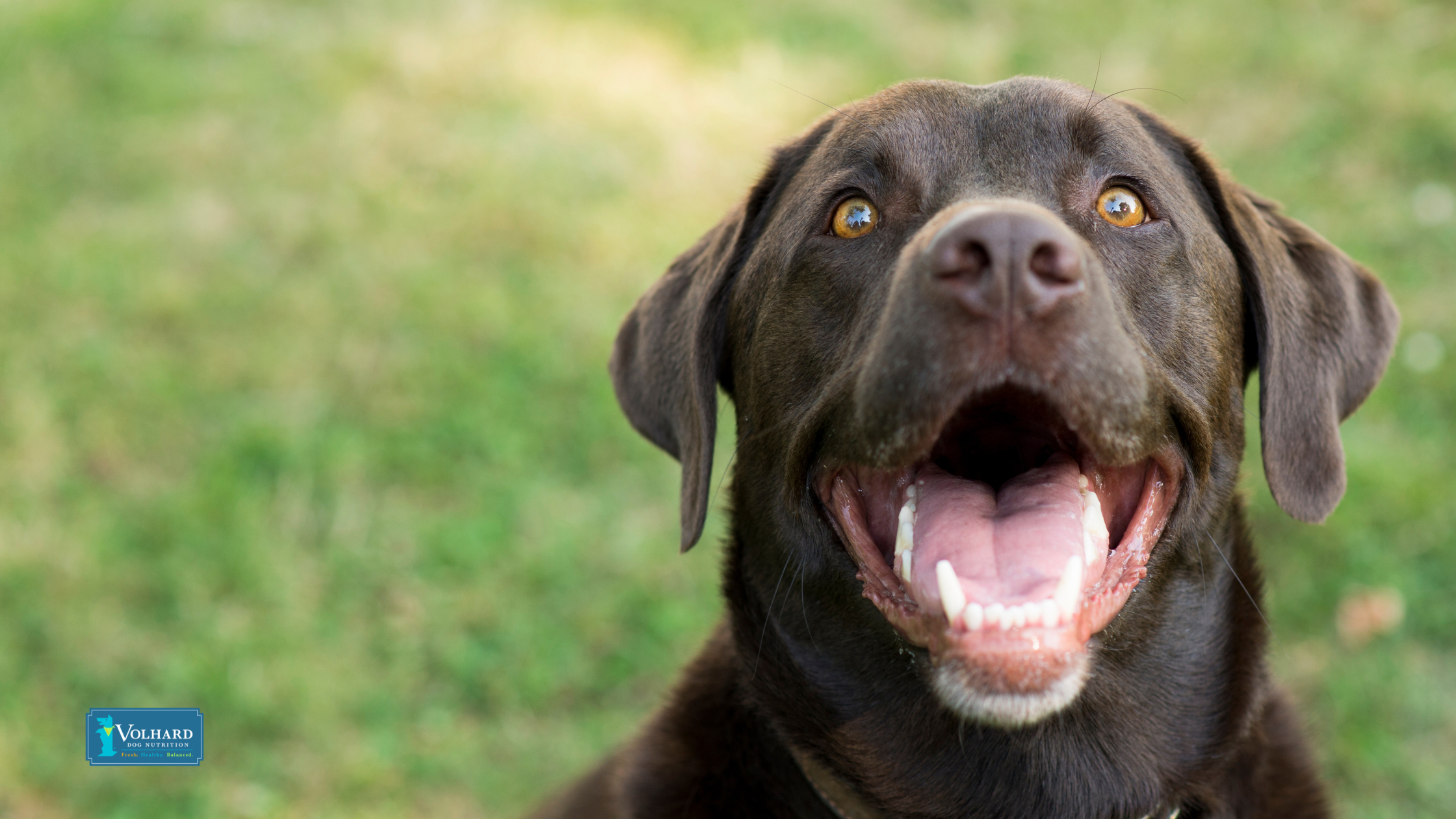 Cavities in Dogs: How Shifting to a Natural Diet Can Make a Difference