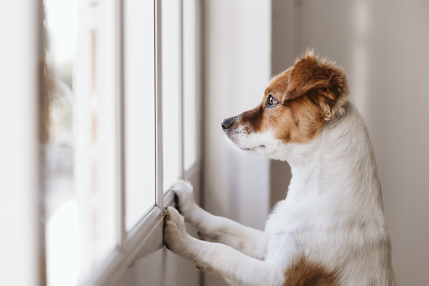 can tap water cause bladder stones in dogs