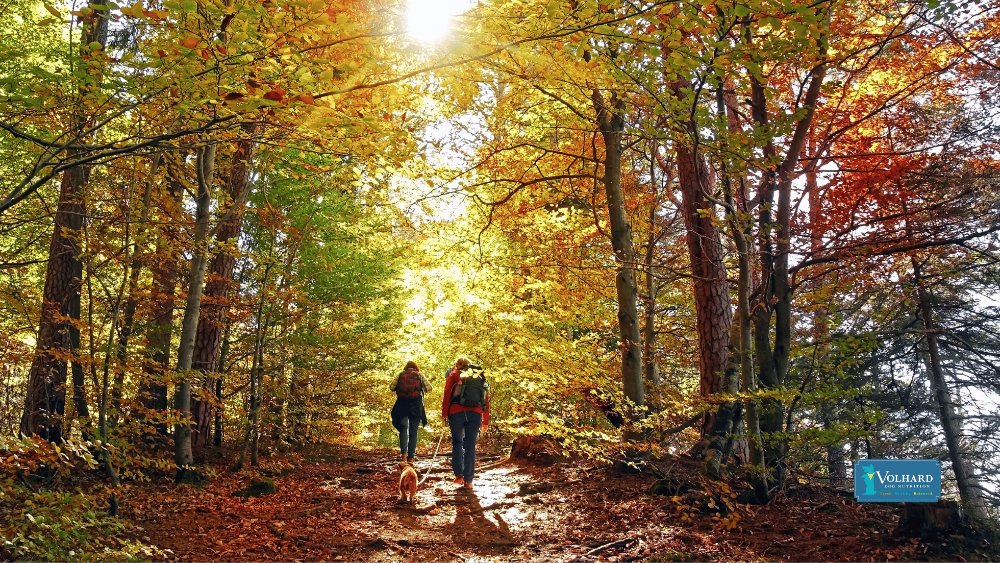 Stay Safe on the Trails: Fall Hiking Tips for Dog Parents