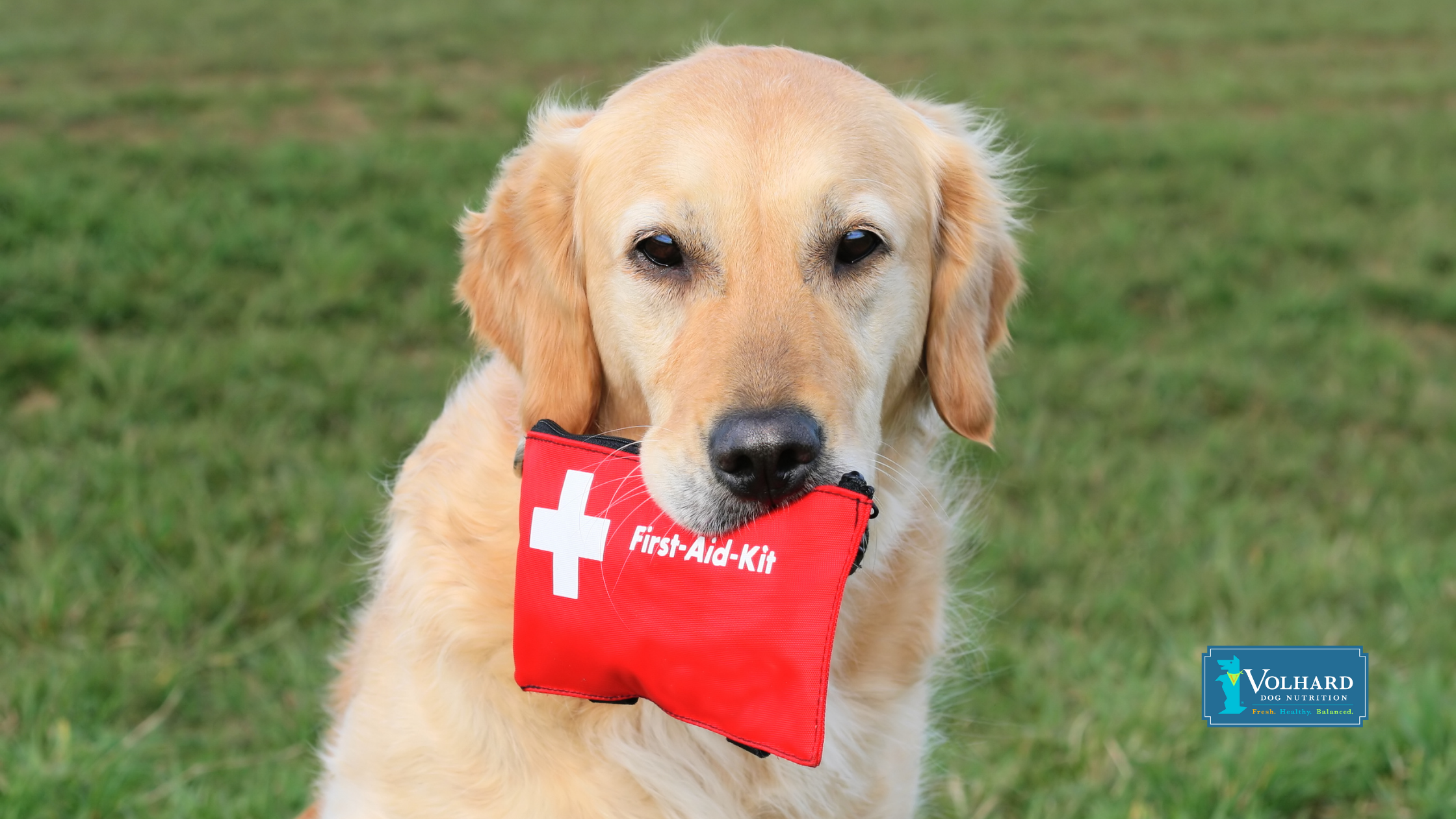 The Essential First Aid Kit for Dogs: What Every Dog Parent Needs