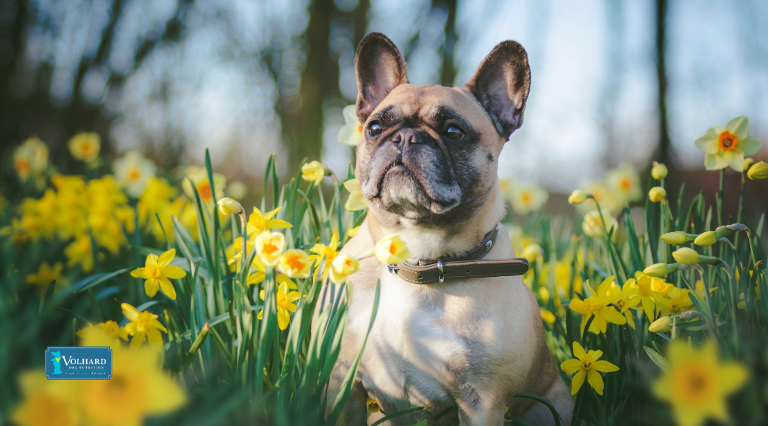 Springtime Challenges for Dogs: Irritants, Allergies, and How to Build Resilience