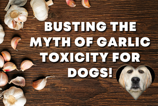 what are the symptoms of garlic poisoning in dogs