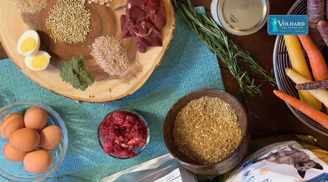 Why Volhard Dog Nutrition Is the Best Senior Dog Food