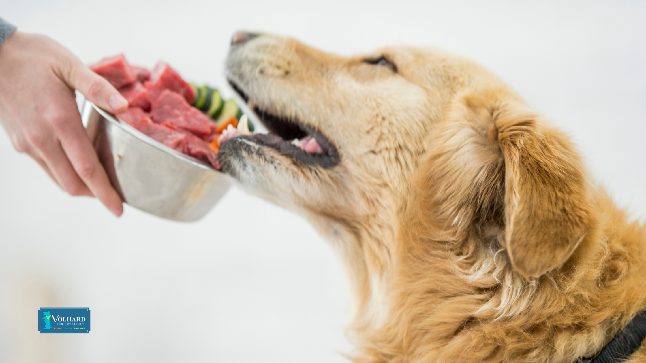 10 Human Foods for Dogs: What Can Your Furry Friend Safely Enjoy?