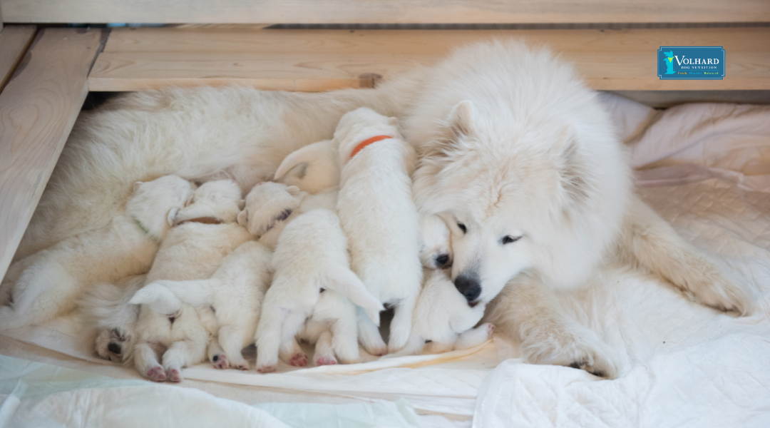 Volhard's Guide on What to Feed a Nursing Dog